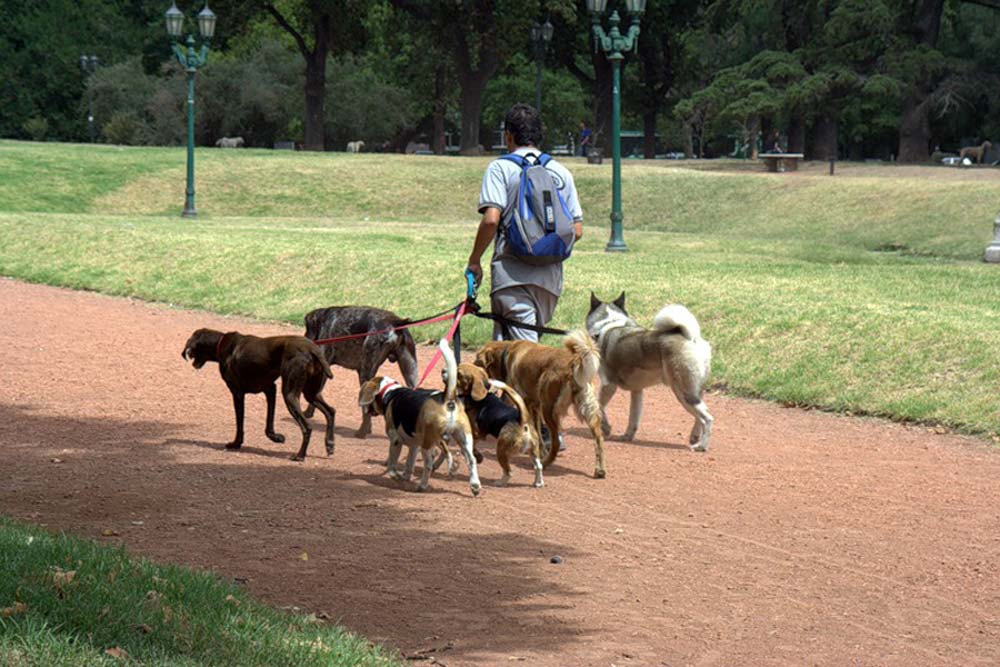 Гулять с собаками москва. Прогулка с собакой. Гулять с собакой. Выгул собак. Выгуливать собаку.