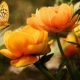 a88828ac-cd71-4293-8cf9-d1db45ed30fe