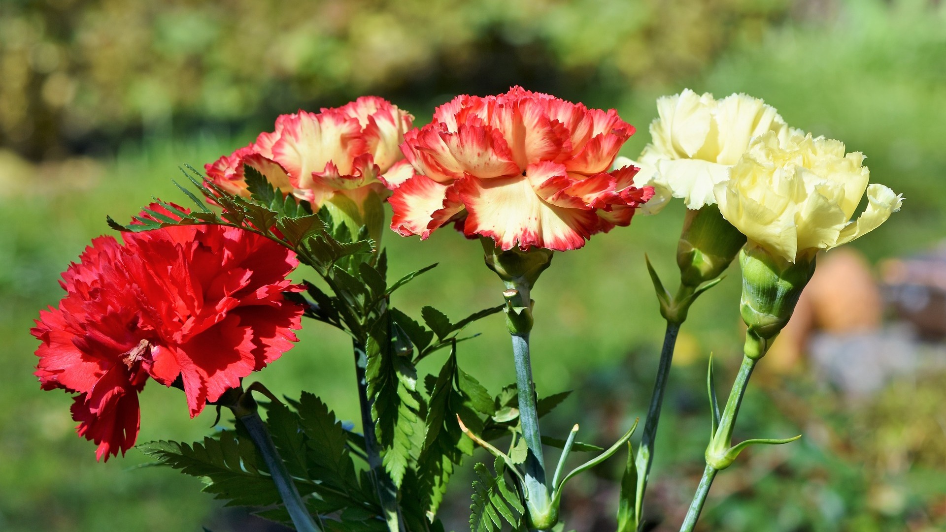 Гвоздика фотография. Гвоздика Шабо Гренадин. Гвоздика Carnation. Dianthus caryophyllus. Гвоздика Гренадин Реверанс.