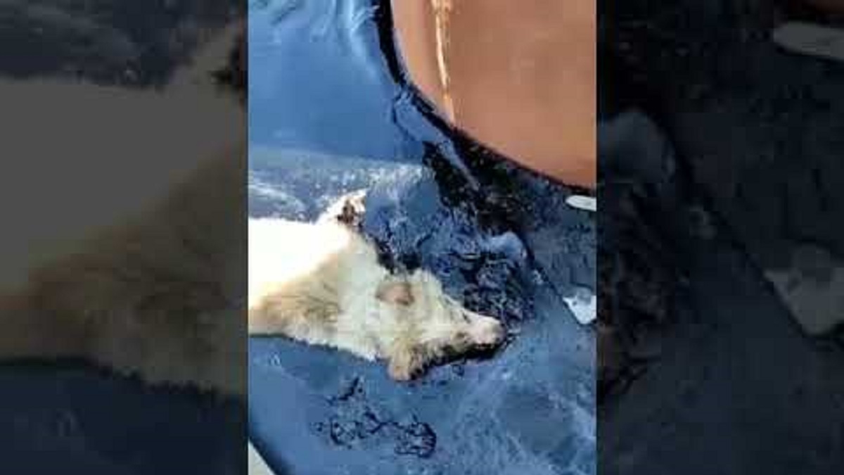 . .