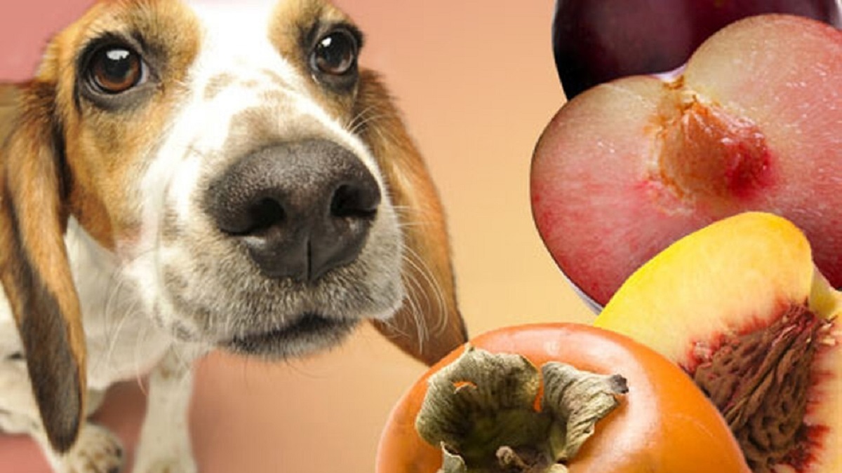 Можно собаку съесть. Собака ест овощи и фрукты. Овощи для собак. Животные фрукты. Собака персик.