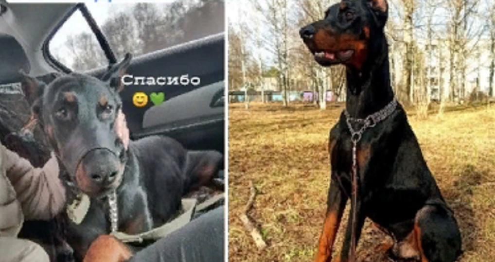 Доберман Доберман