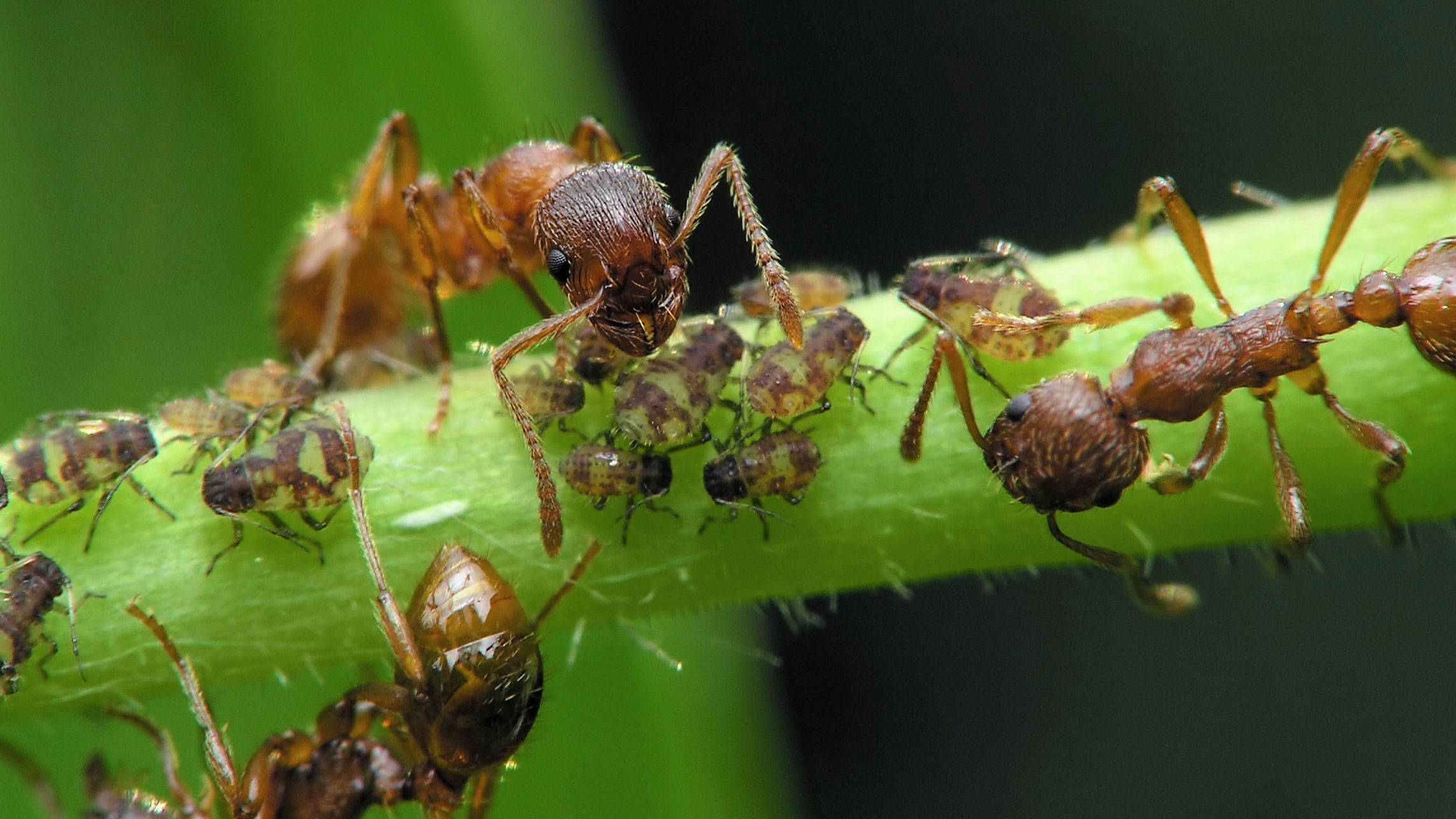 Muravi. Муравьи в огороде. Среда обитания муравьев. Насекомые в саду. Борьба с муравьями.