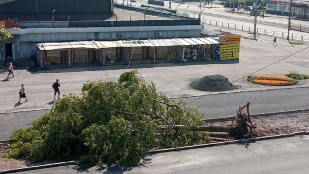 Поваленное дерево рядом с рынком Дерево