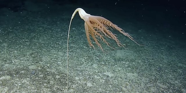 Морские перья Морские перья