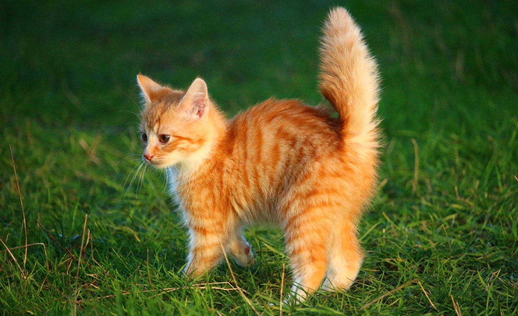 «котёнок»