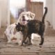 dog-5883275_1920