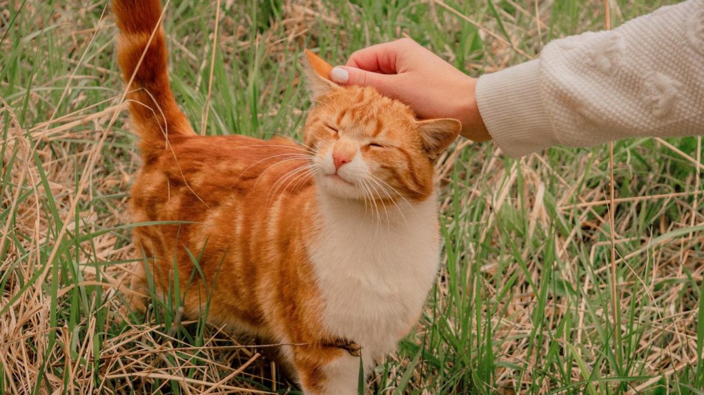Зачем кошки трутся об ноги хозяина: эксперты объяснили, что хочет сообщить  питомец - ГородЧе