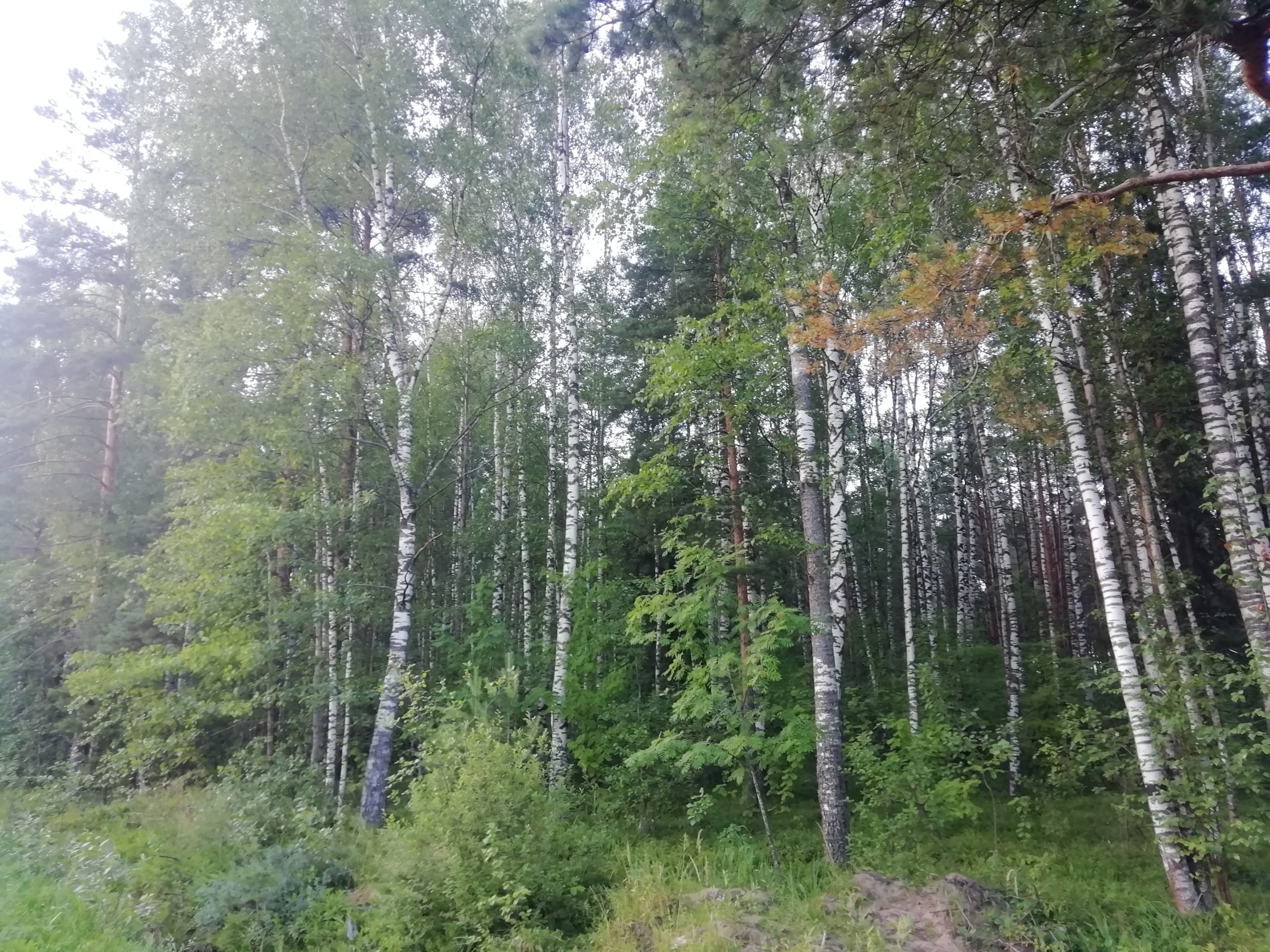 Лес в Шекснинском районе