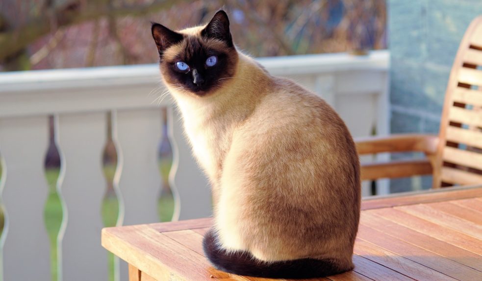 кошка кошка