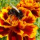 пчела на цветке растение