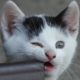 котёнок