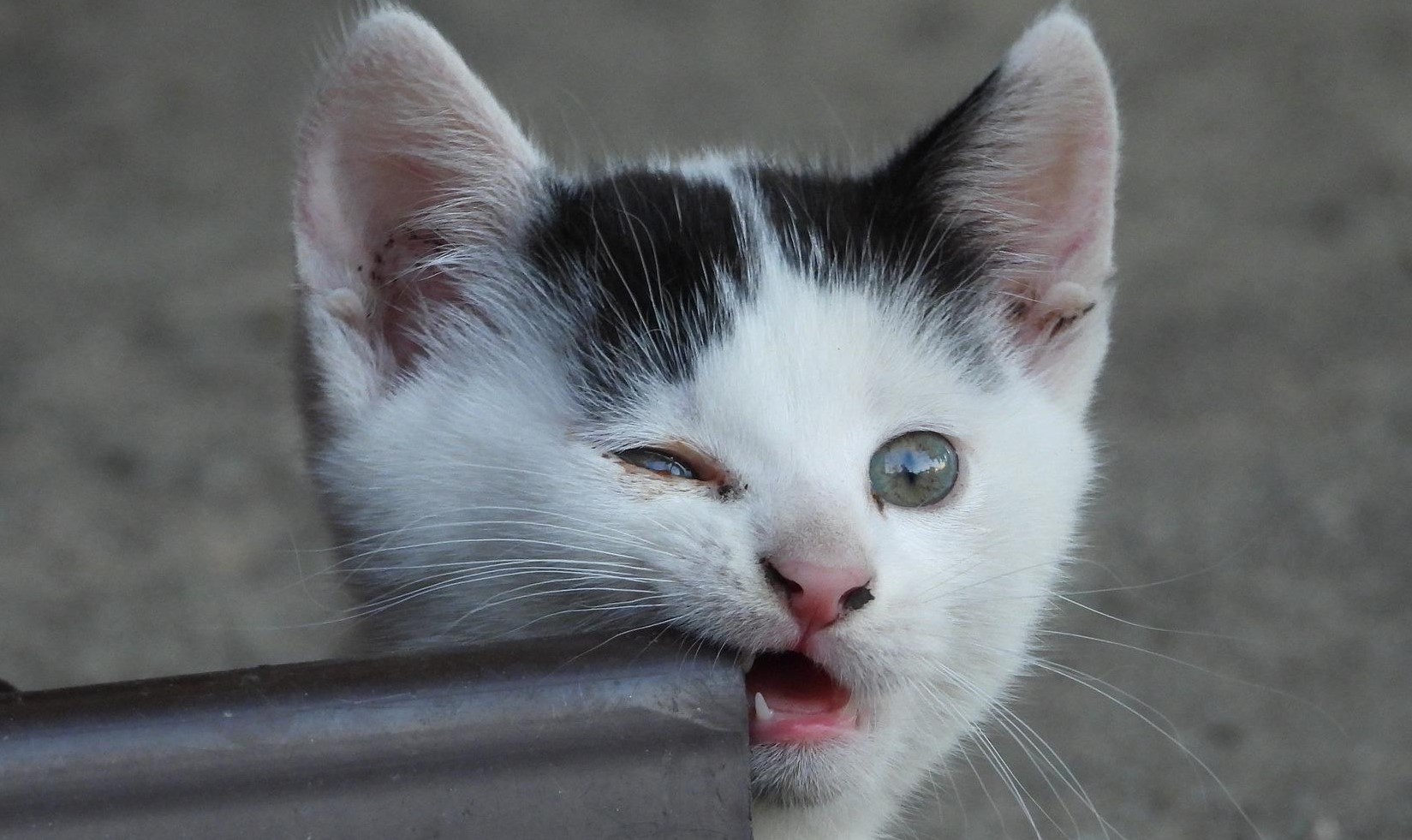 котёнок котёнок