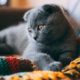 котик на пледе