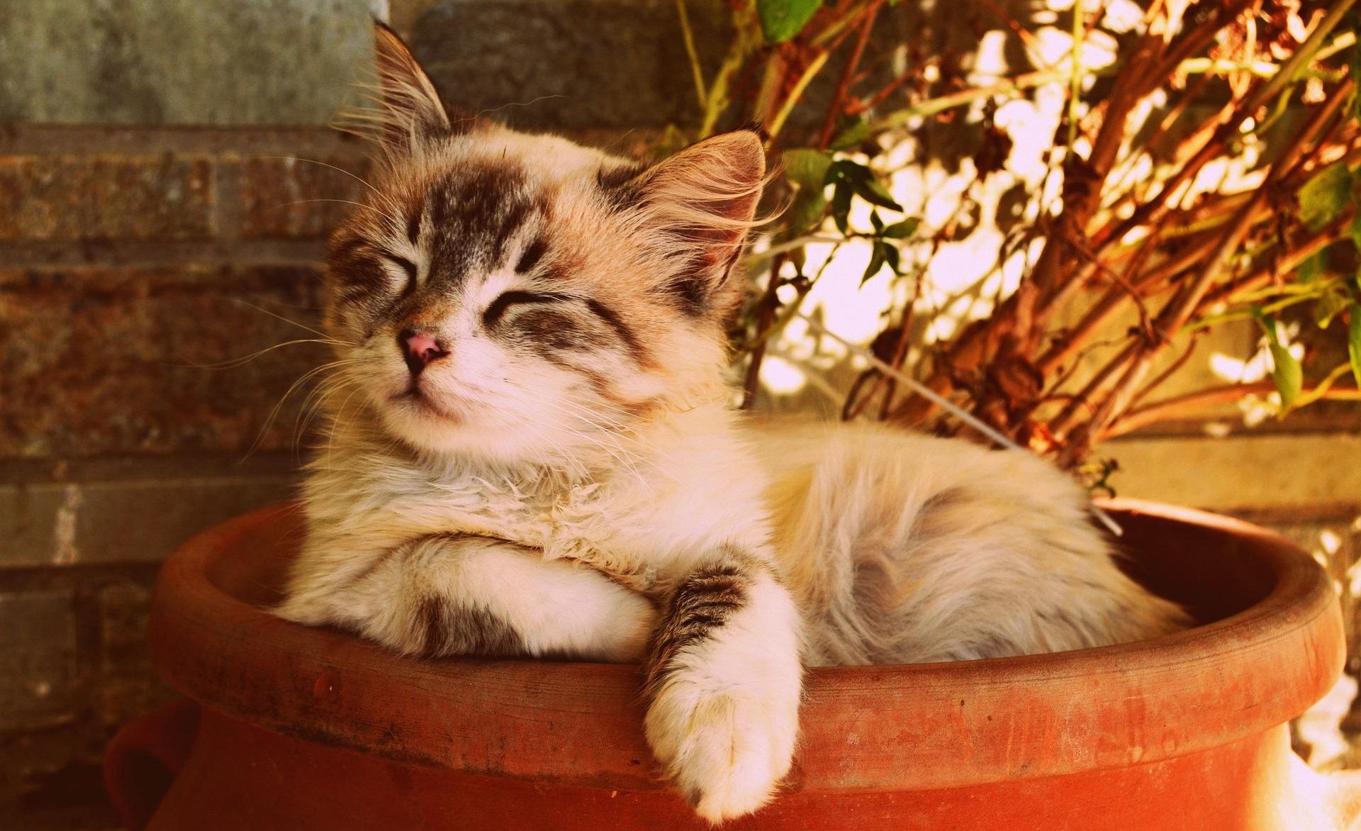котик котик