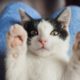 Котик