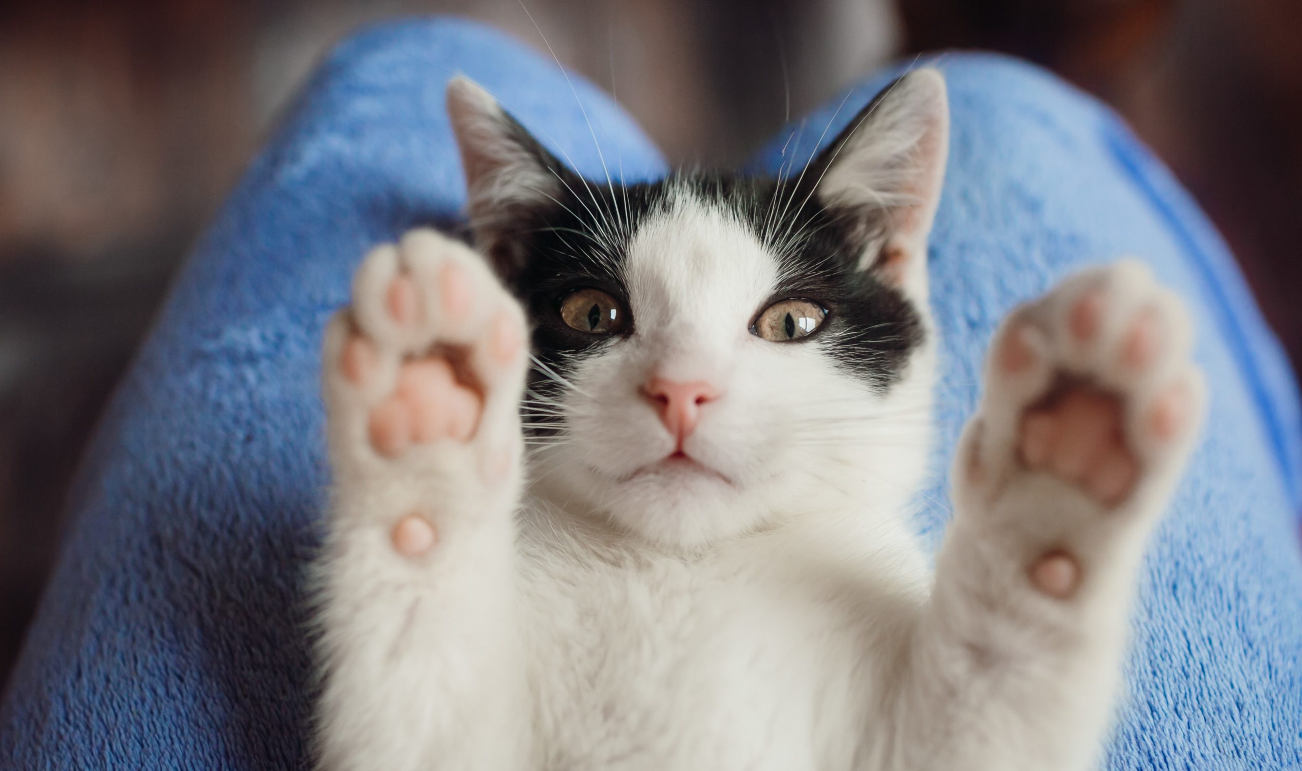 Котик Котик