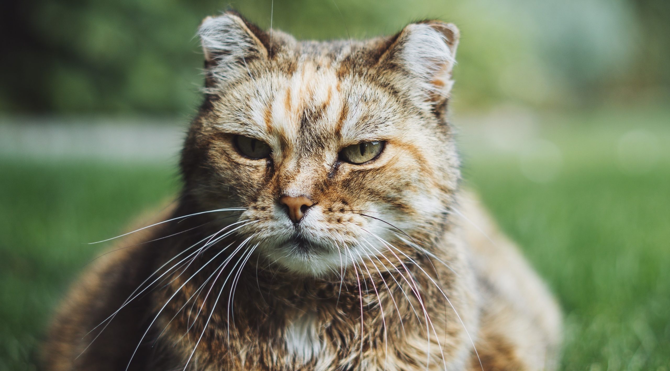 Большой кот Большой кот