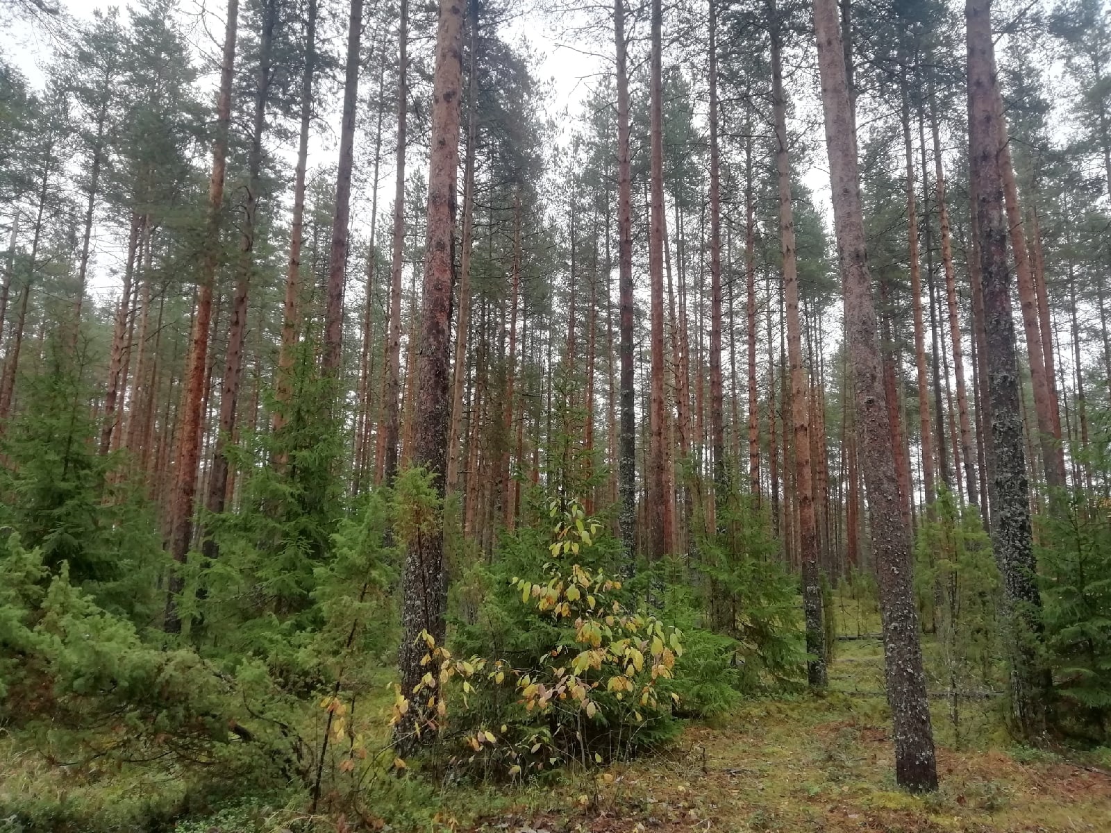 Лес Лес