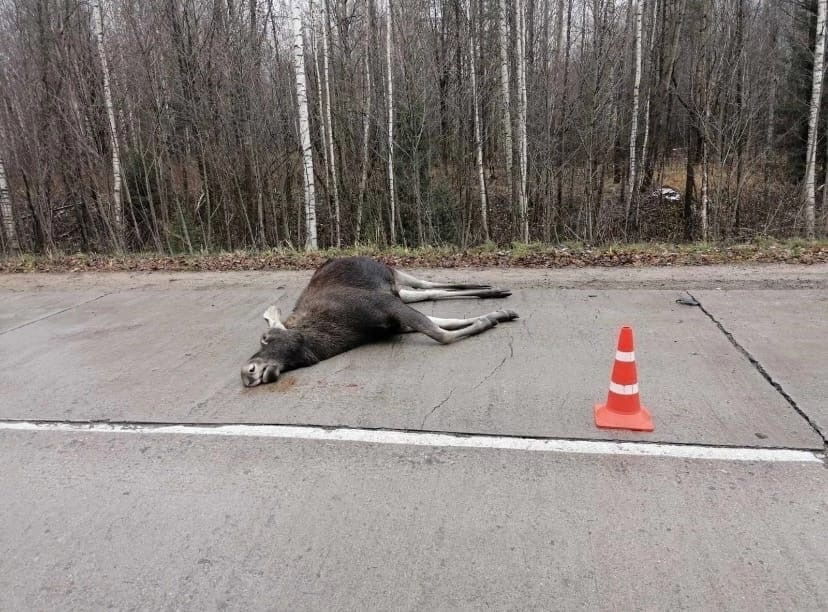 Лось Лось
