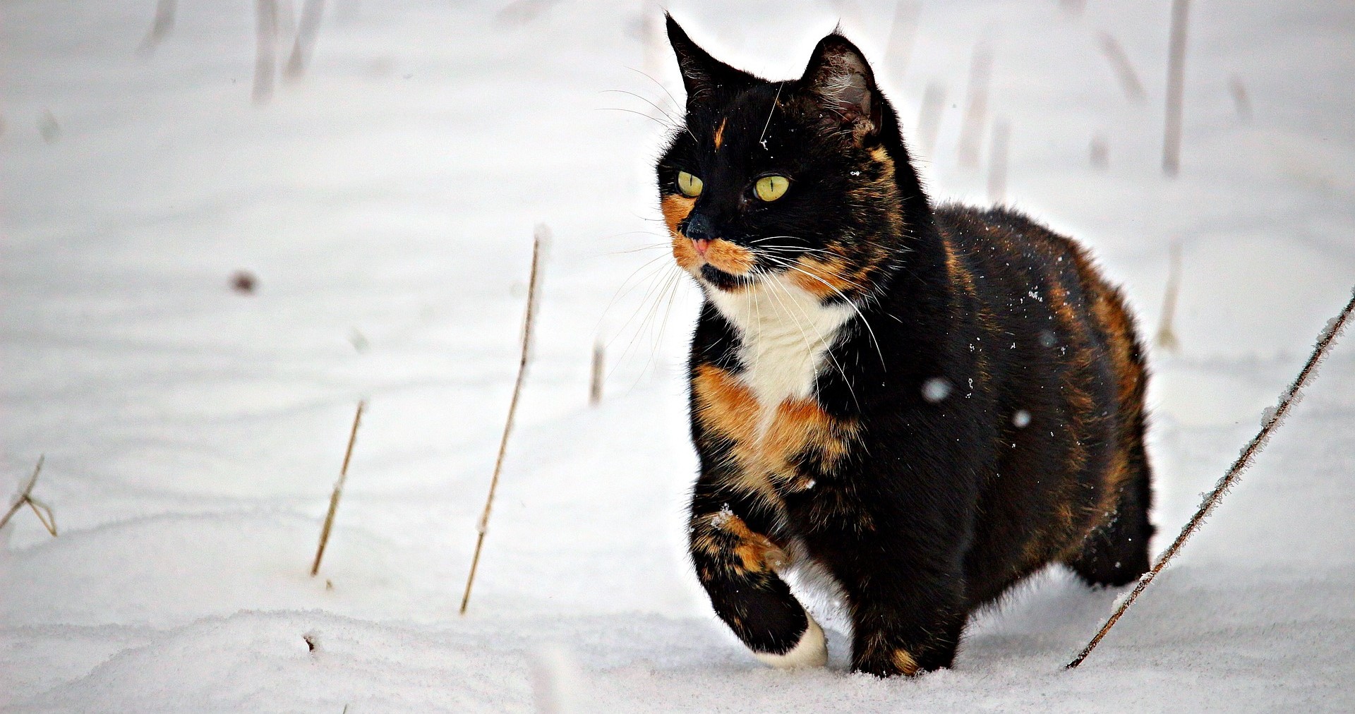 Мороз и кошка: какую температуру способно выдержать животное и не  замёрзнуть - ГородЧе