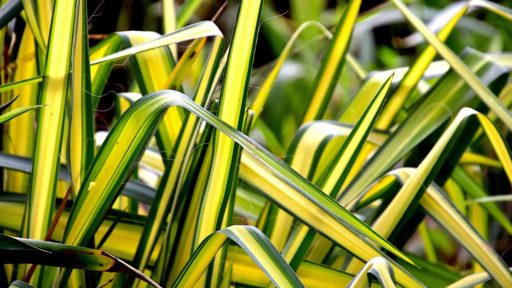 Хлорофитум