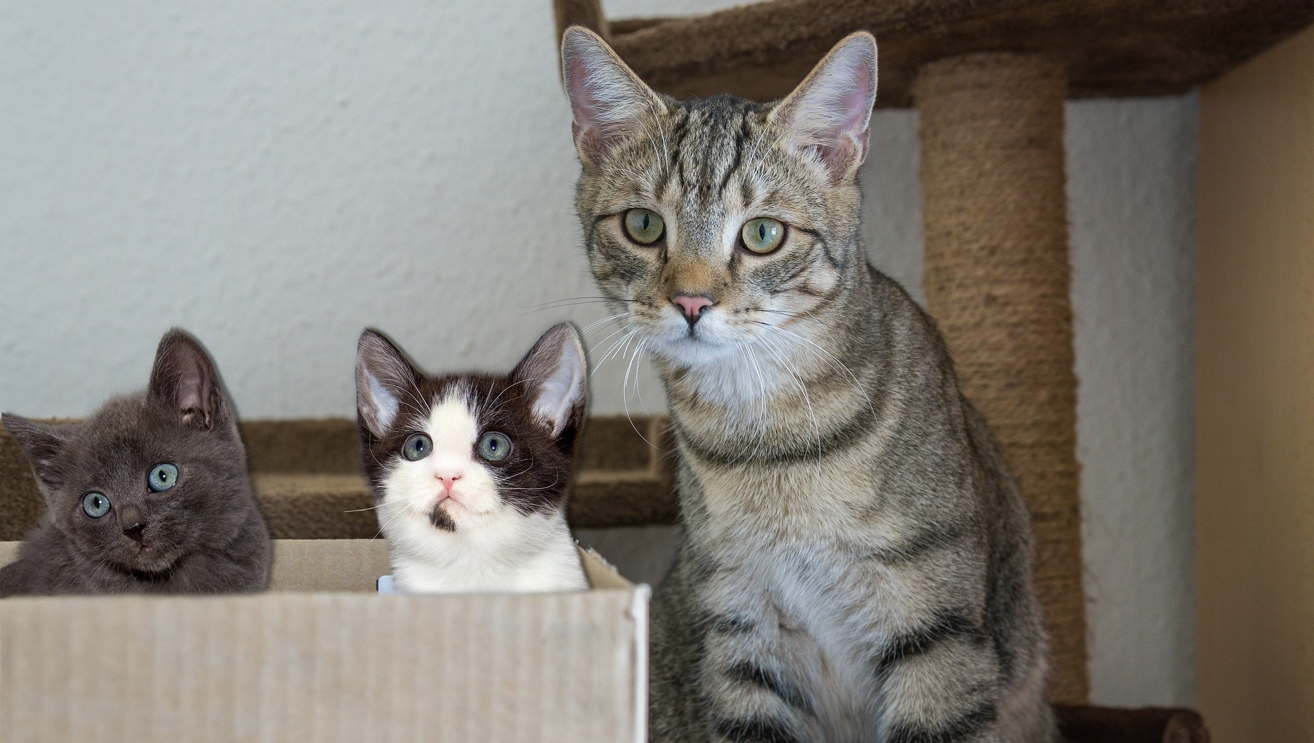 Кошка с котятами Кошка с котятами