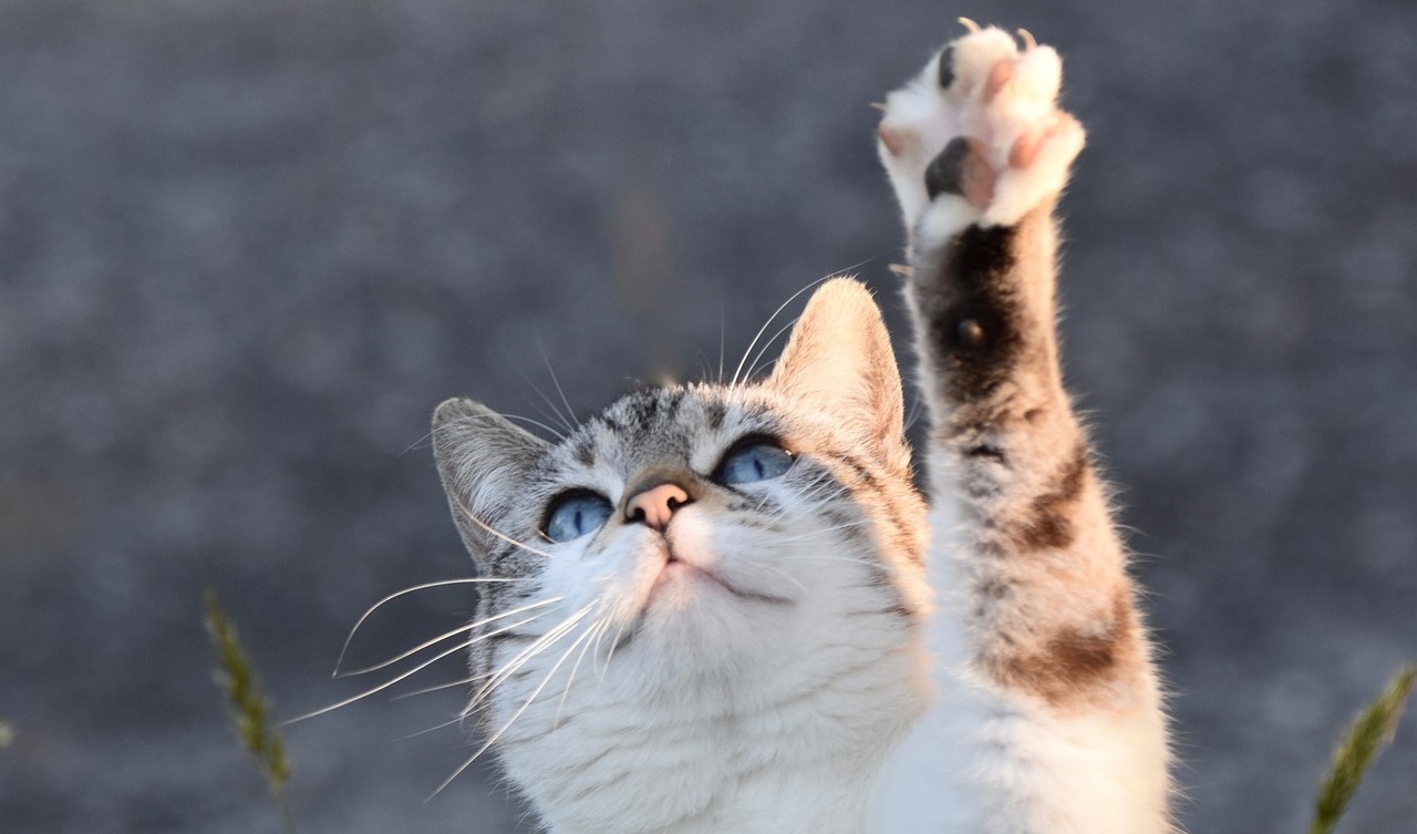 «кошка