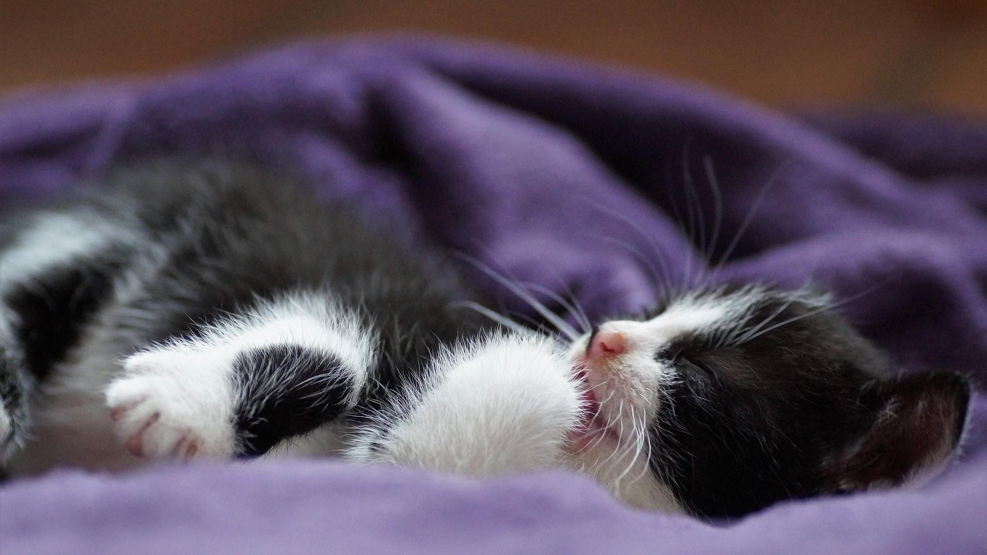 «кот