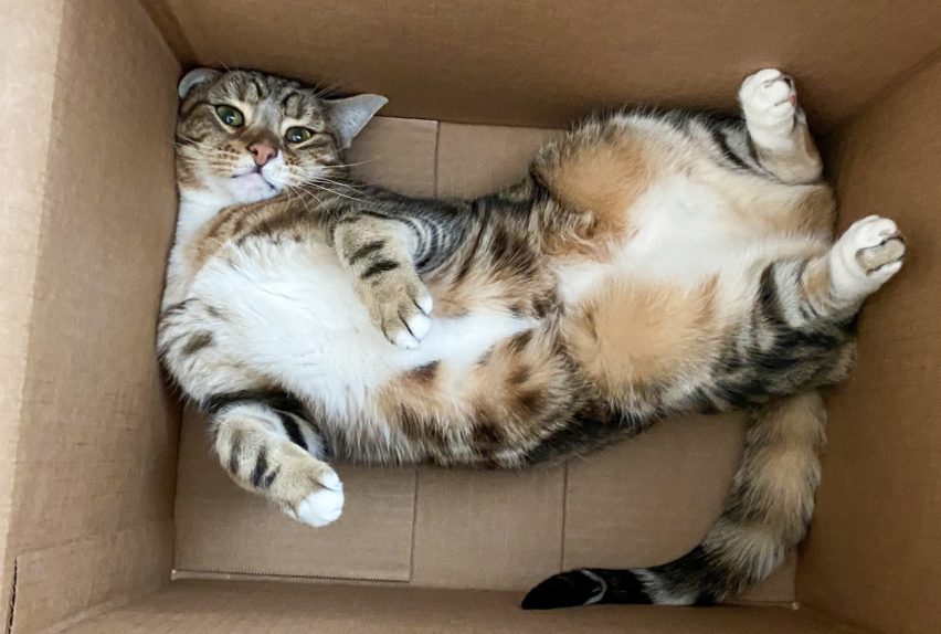 «кот
