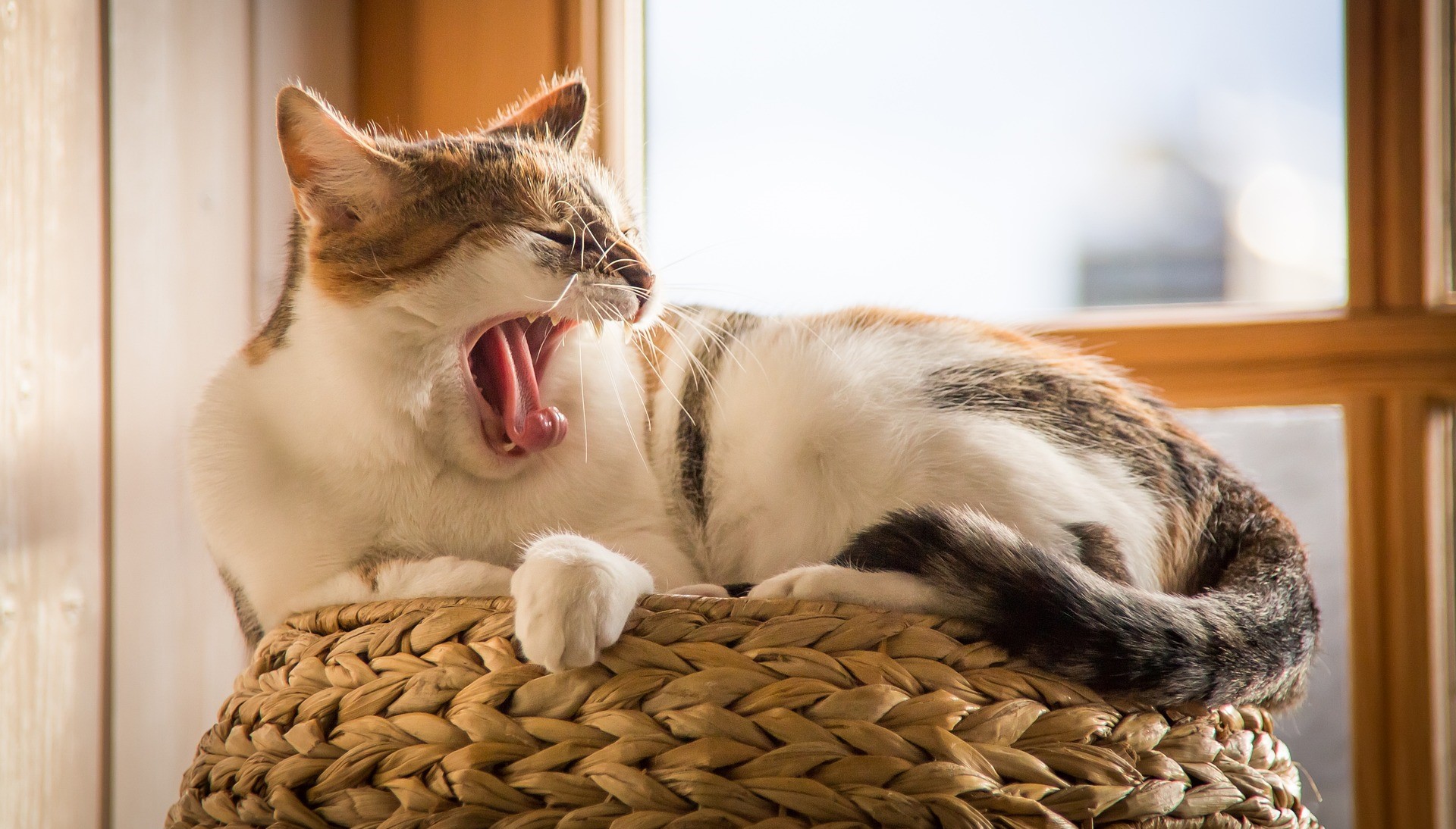 «кот
