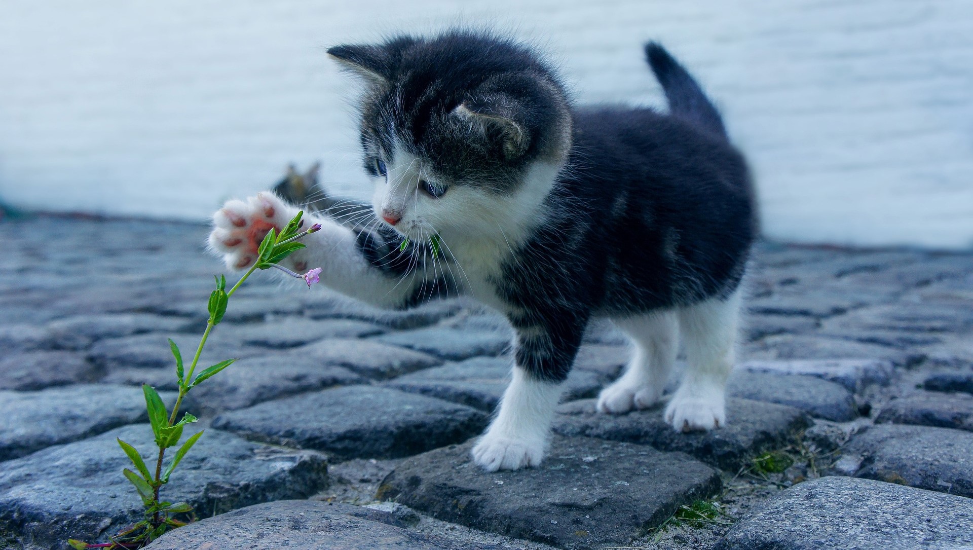 «котенок