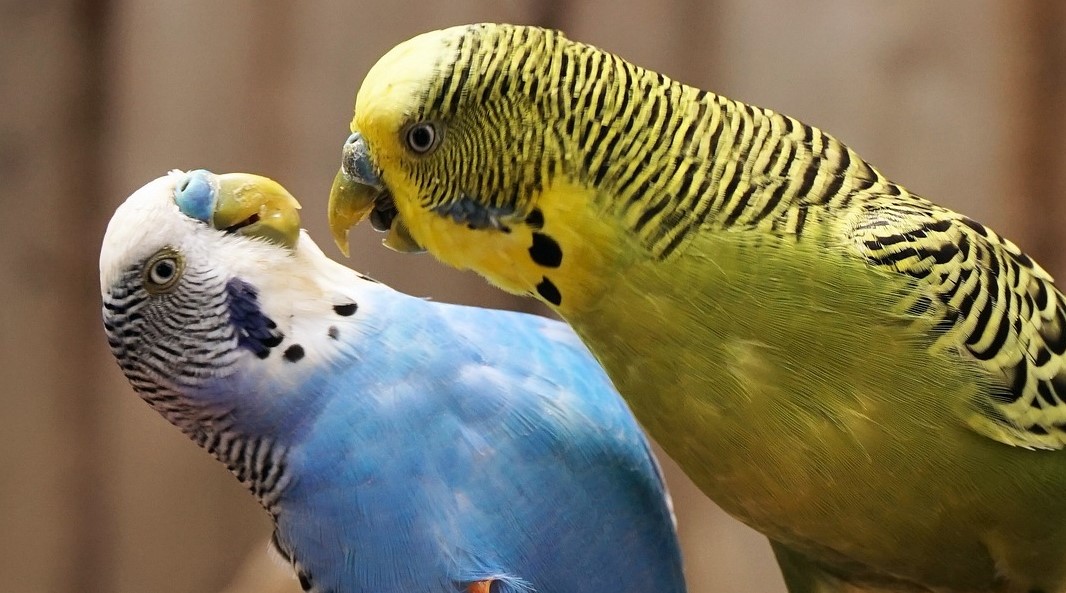 попугаи ссора