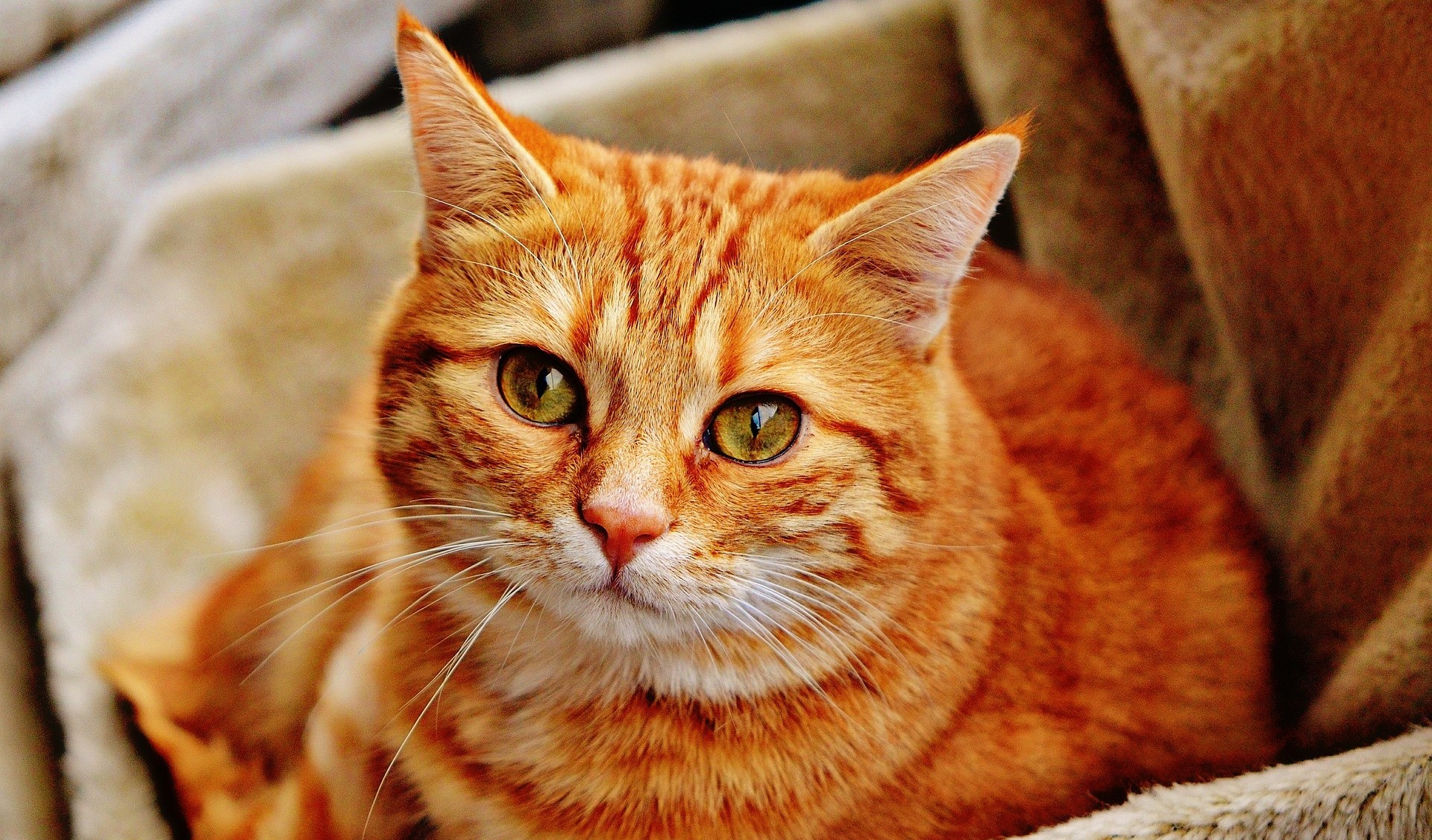 рыжий кот рыжий кот