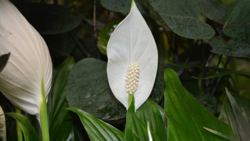 Спатифиллум