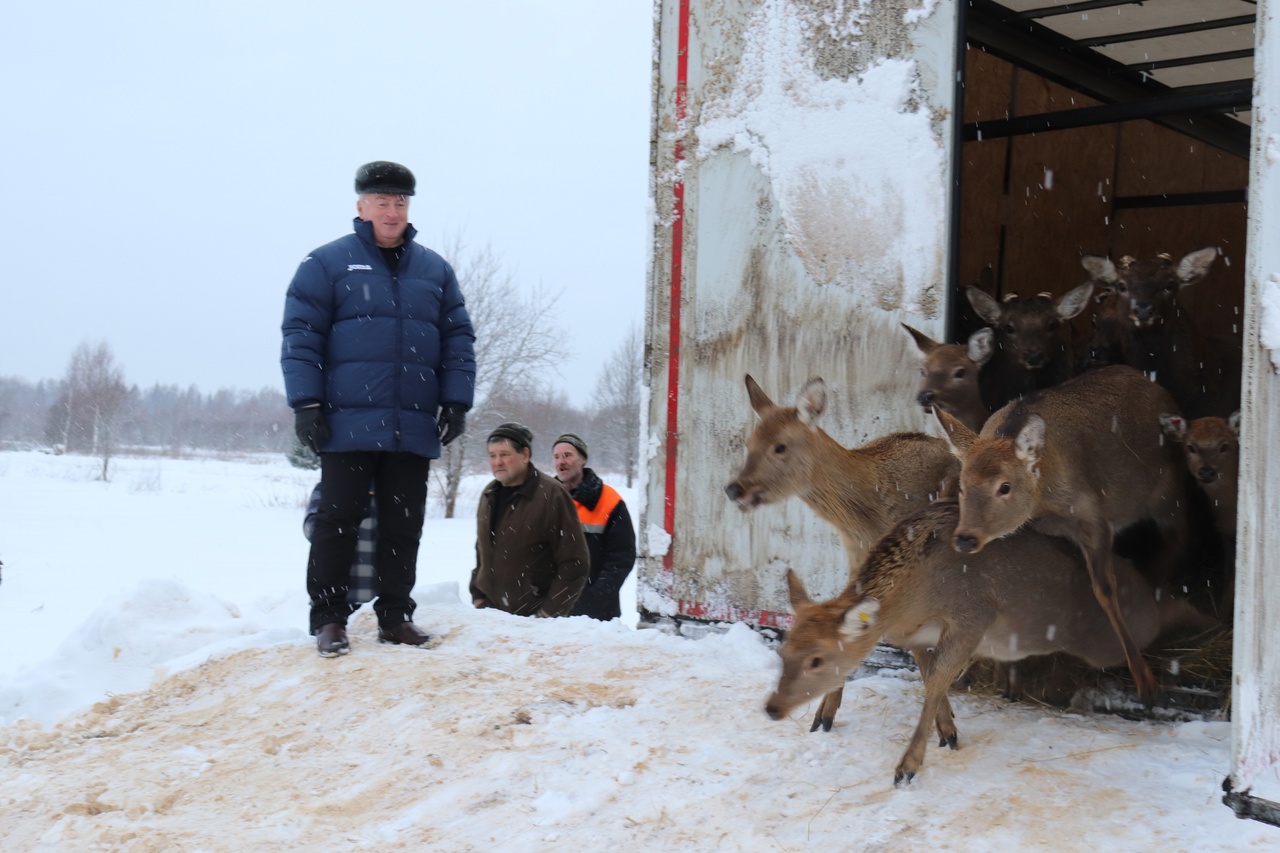 Юрий Парфенов и олени