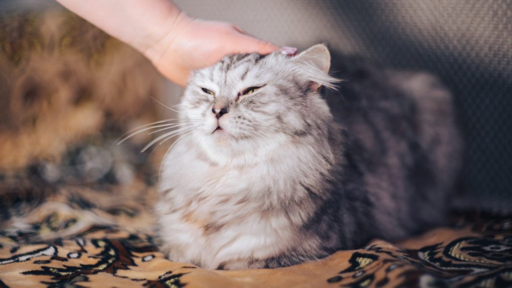 «кошка»