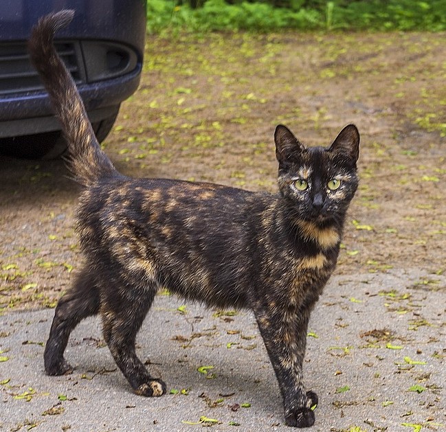 «кошка»