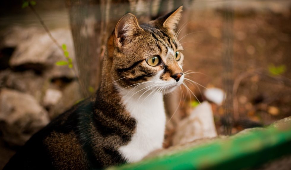 «кошка»
