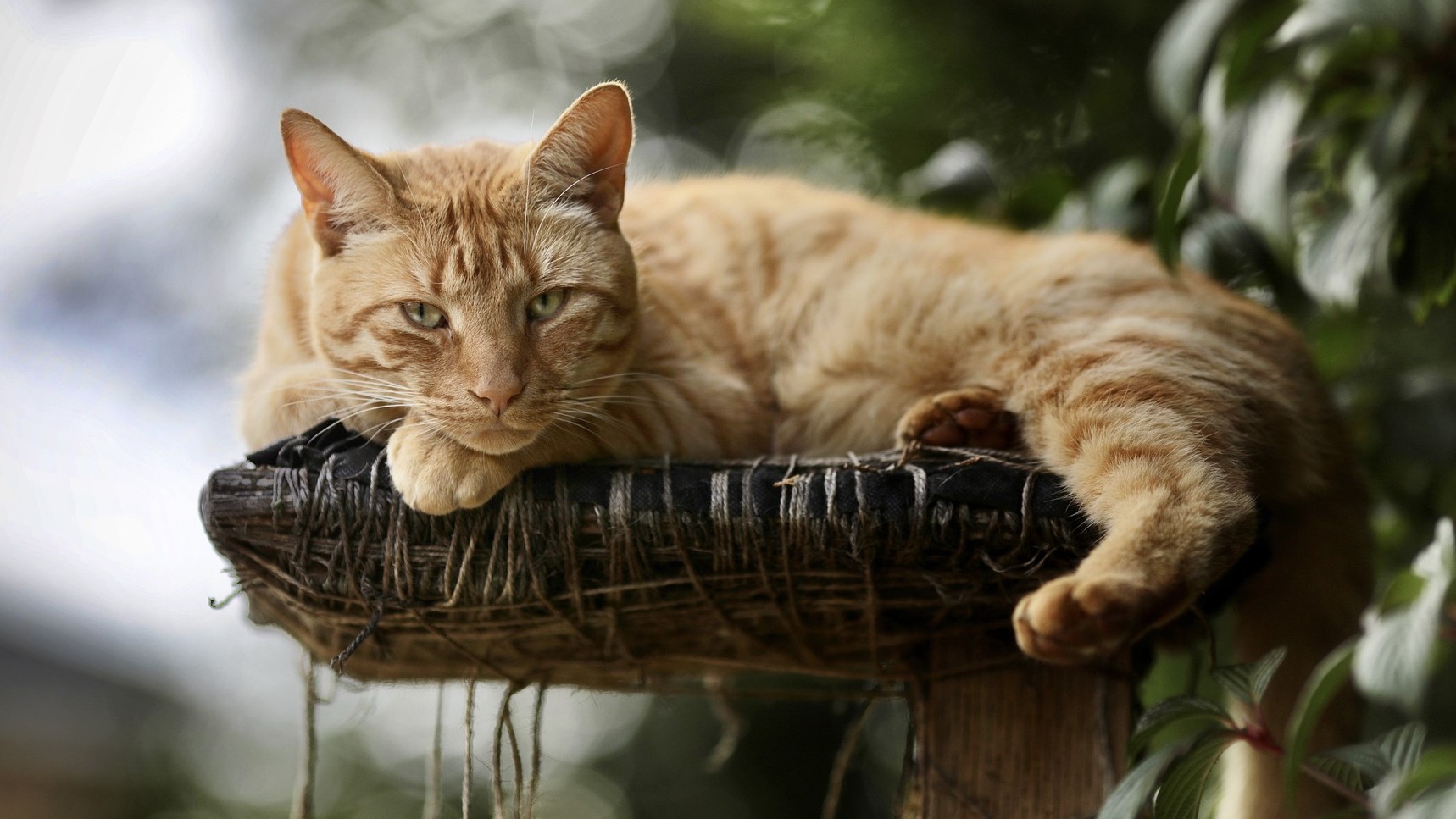 «кошка»