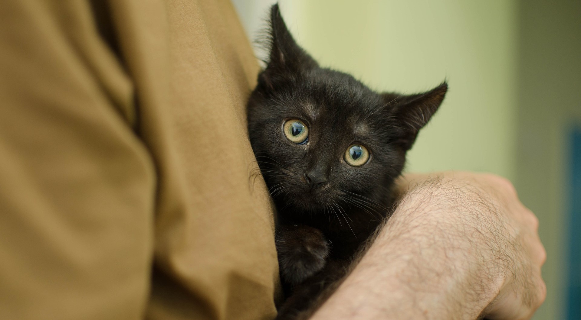 «кот
