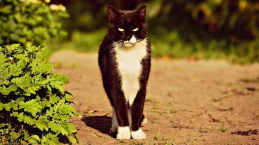 кот на дороге