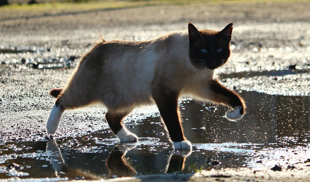 «кот
