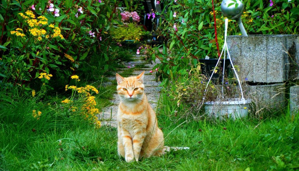 «кот