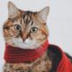 кот в шарфе