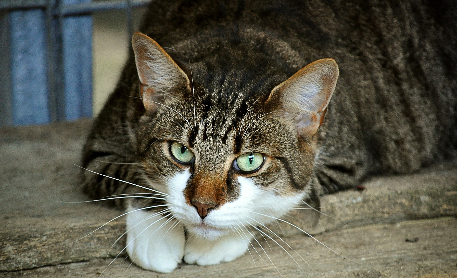 кот кот