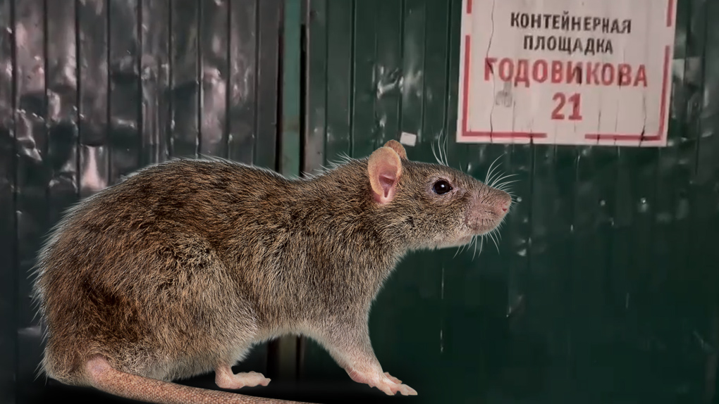 Крысы в ЗШК Крысы в ЗШК