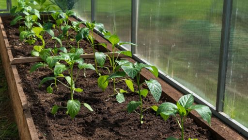 рассада перец