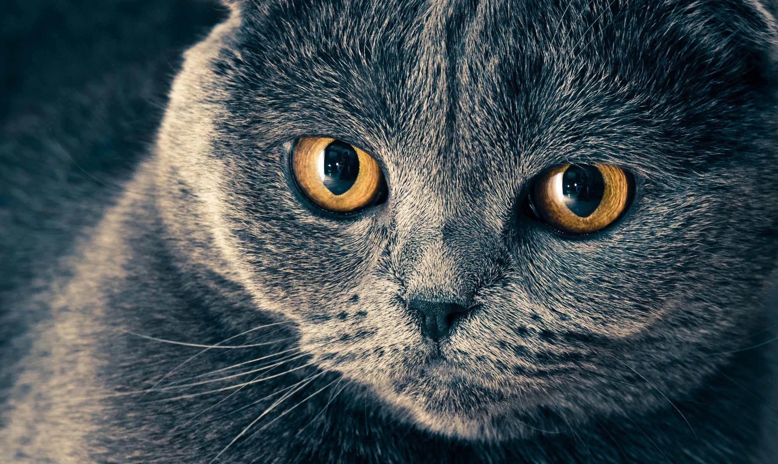 Британский кот Британский кот