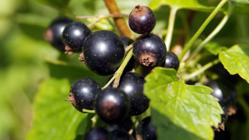 черная смородина